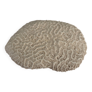 Coral brain