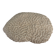 Corail cerveau