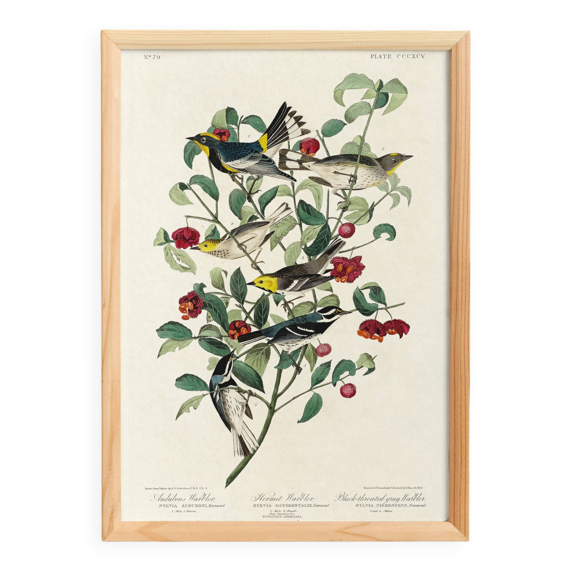 Poster about Audubon's Warbler, based on an old engraving from 1827.