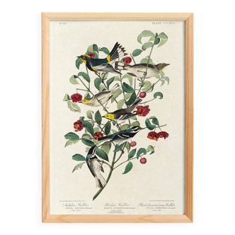 Poster about Audubon's Warbler, based on an old engraving from 1827.
