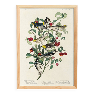 Poster about Audubon's Warbler, based on an old engraving from 1827.