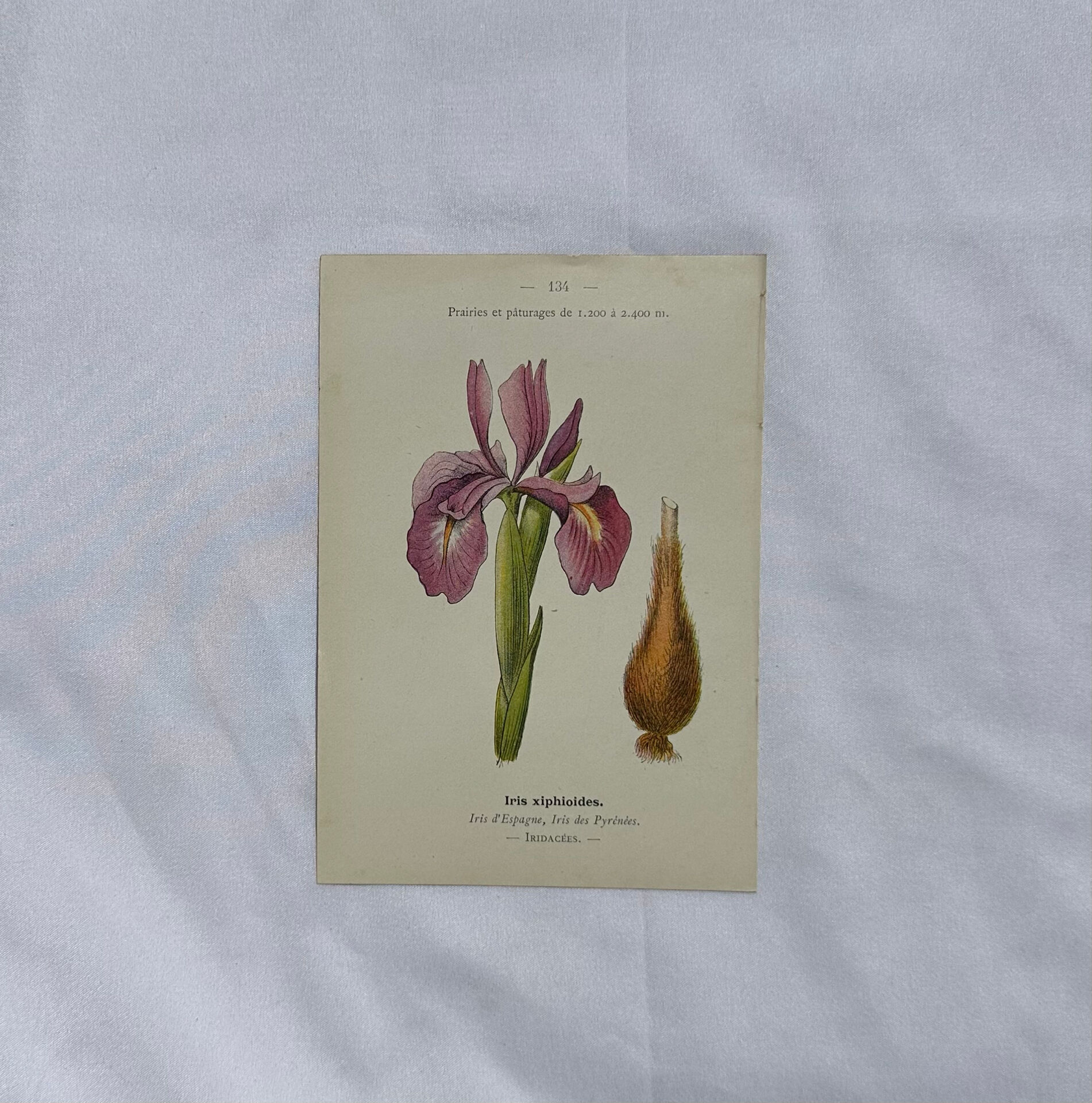 Naturalist engraving French botanical plate 19th century double-sided
