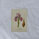 Naturalist engraving French botanical plate 19th century double-sided