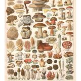 Planche lithographie champignons 1900