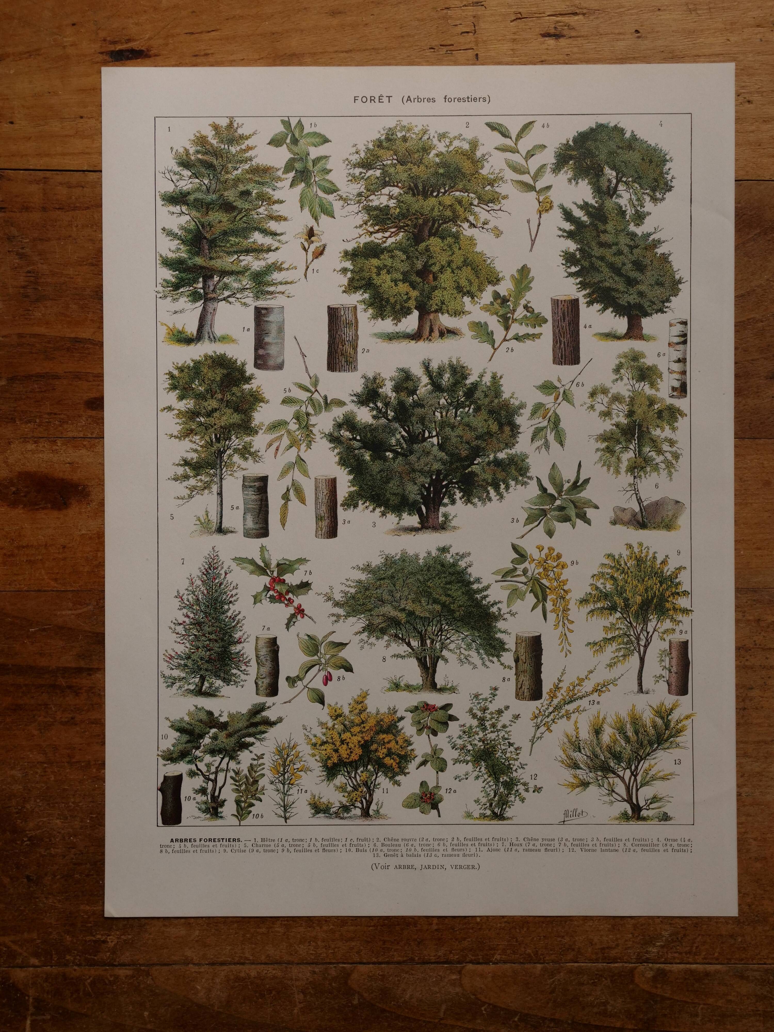 Original lithographs on forest and forest trees