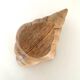 Coupelle en bois coquillage