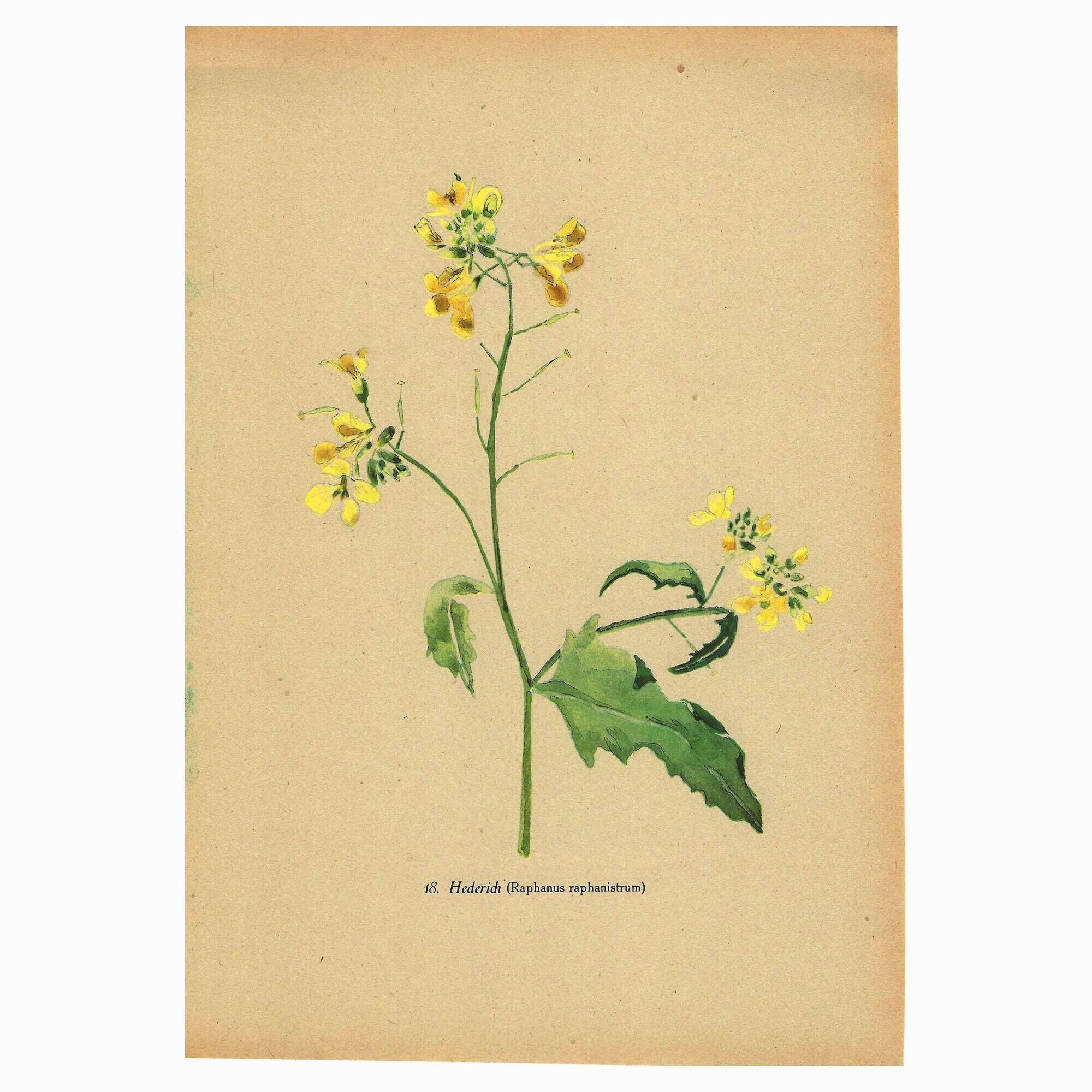 Vintage 1948 Meadow Flower Print by H.Strache - Field Mustard