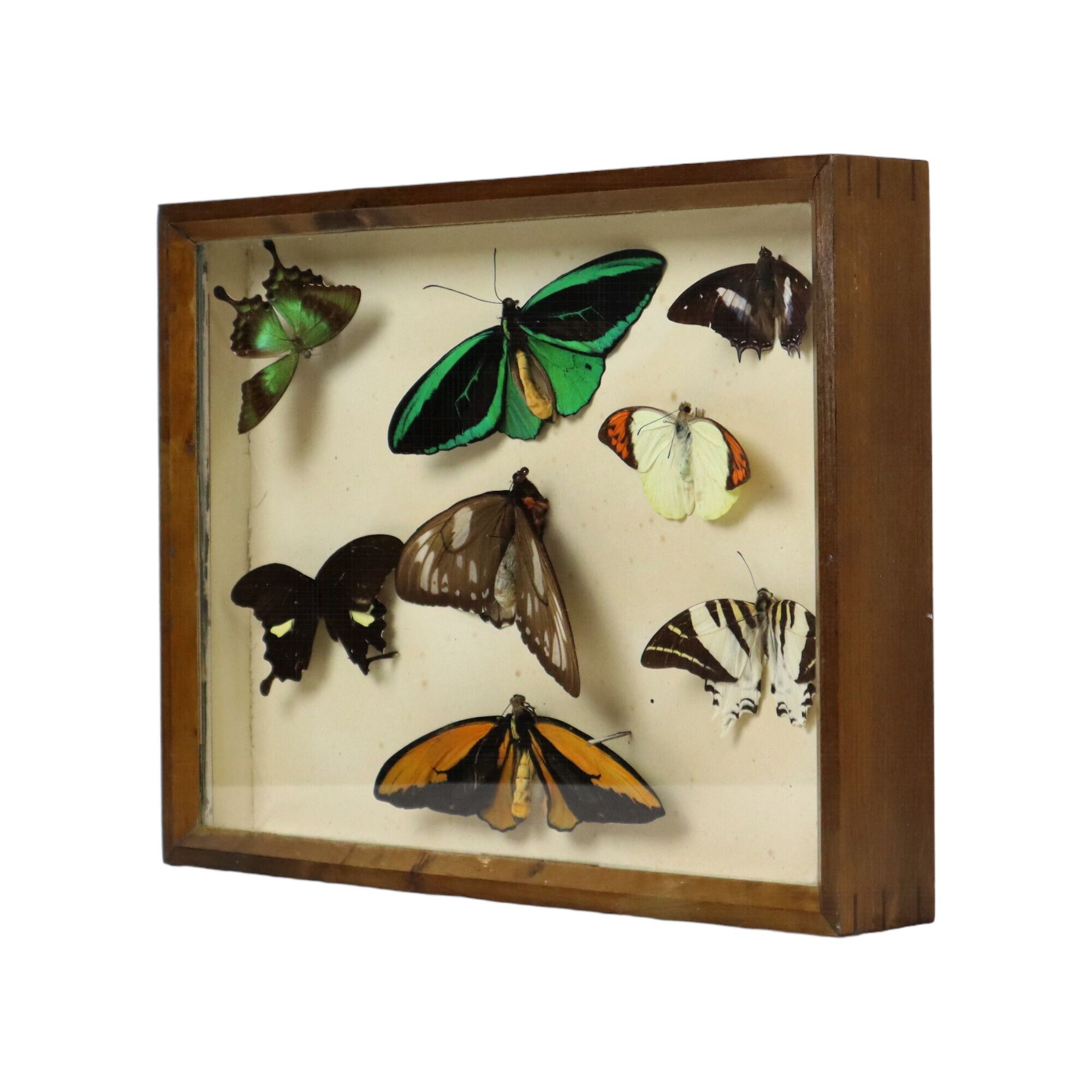 Colorful Framed Tropical Butterflies Taxidermy Mounted Insect Display 8 Pieces 40x30cm