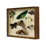 Colorful Framed Tropical Butterflies Taxidermy Mounted Insect Display 8 Pieces 40x30cm