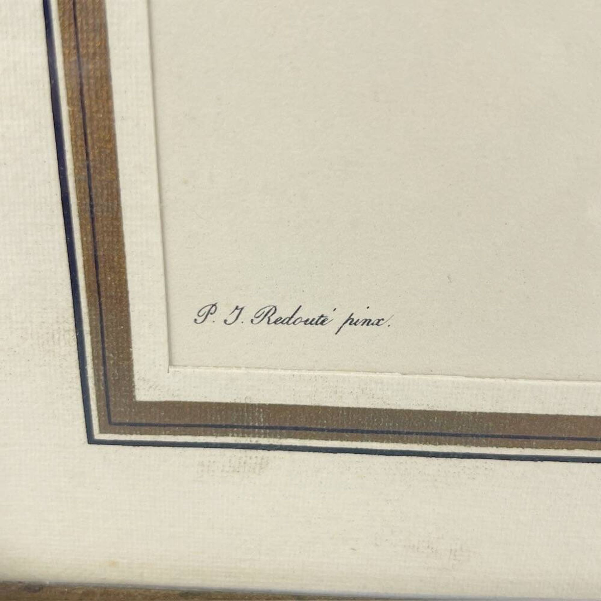 Lithograph of botanical plate of PJ Redouté pink Centfeuille Cristata