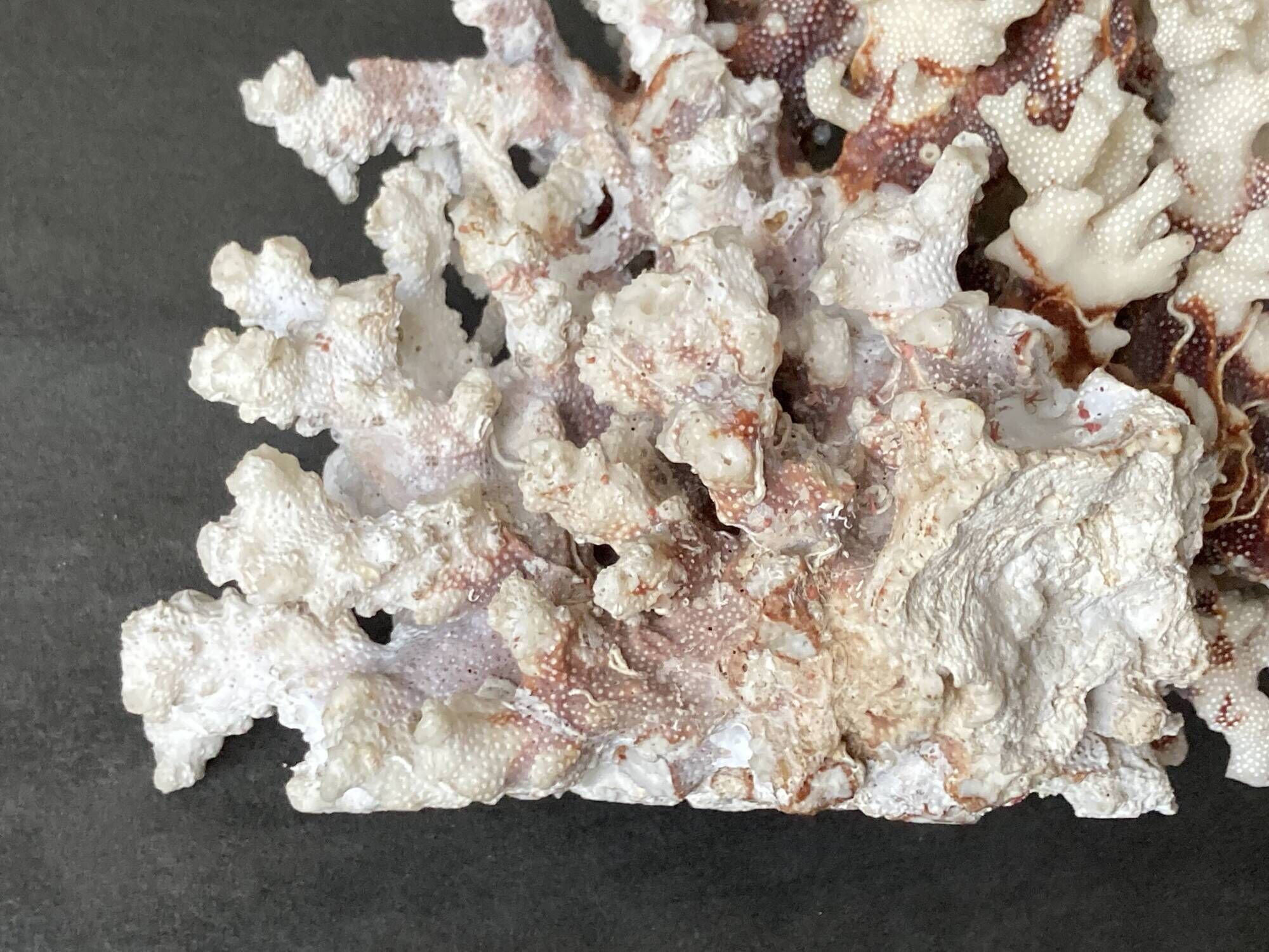 Corail blanc grand modèle 1960 sur bois sculpté
