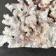 Corail blanc grand modèle 1960 sur bois sculpté