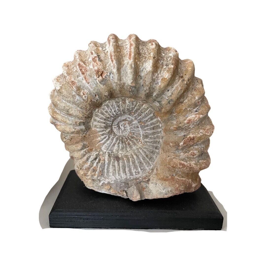 Large base ammonite