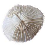 Beautiful sized 70s white coral, shell