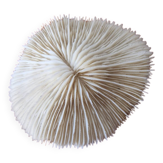 Beautiful sized 70s white coral, shell