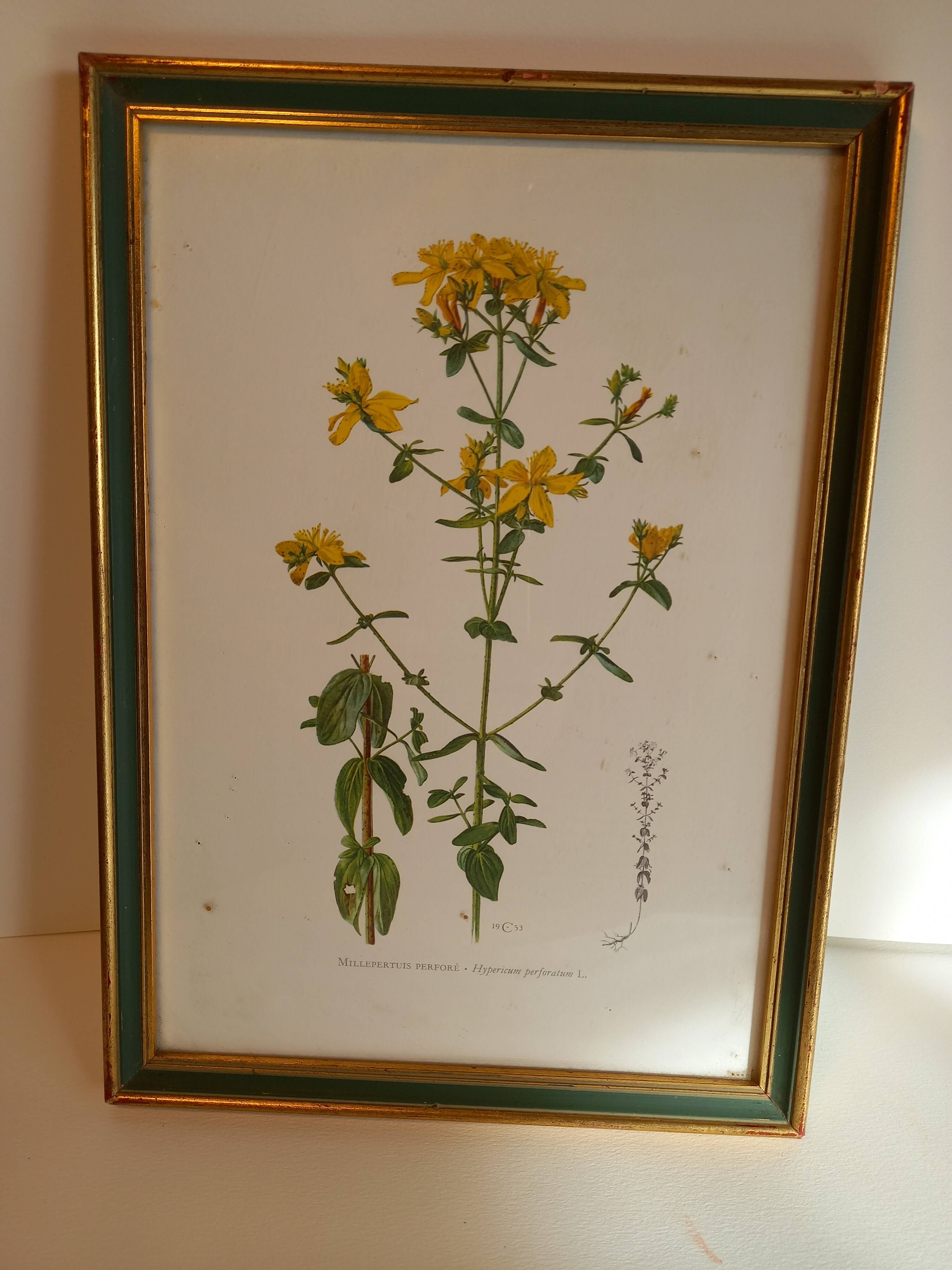 Two botanical drawings