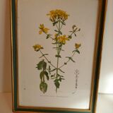 Two botanical drawings