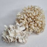 Set of two ancient white corals to lay