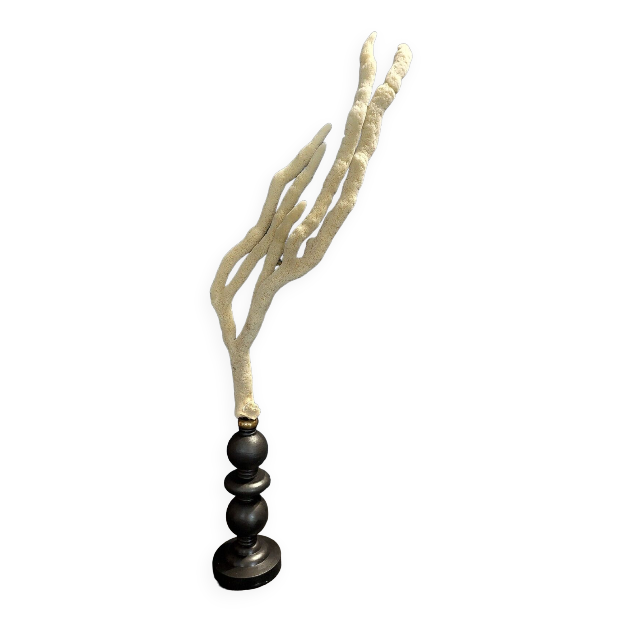 Cabinet of Curiosities sponge spongilla lacustris on pedestal