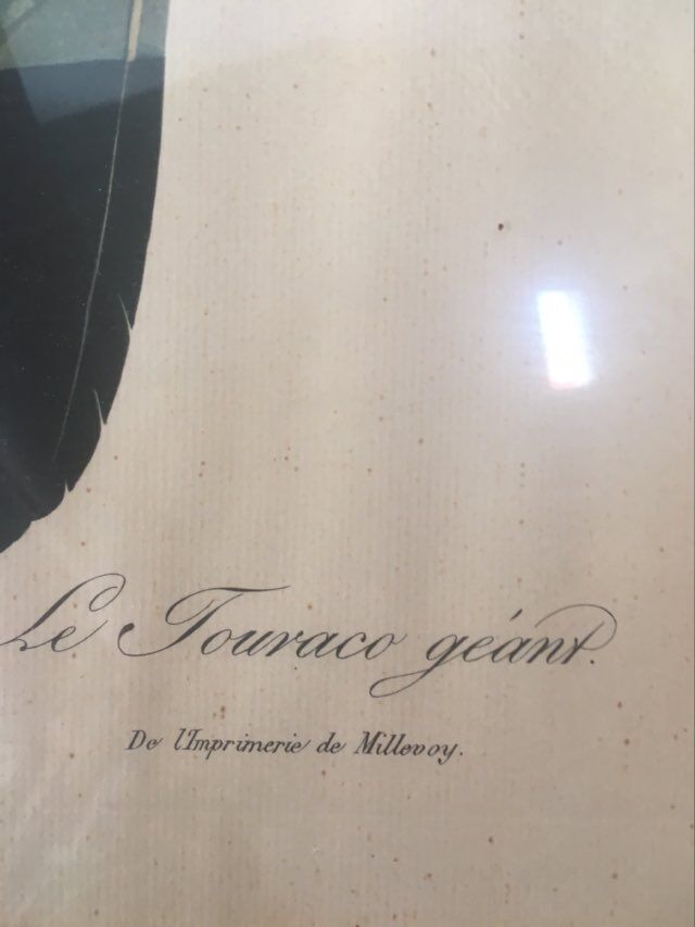 Ornithological board "The Giant Touraco" by Barrabant.