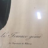 Ornithological board "The Giant Touraco" by Barrabant.