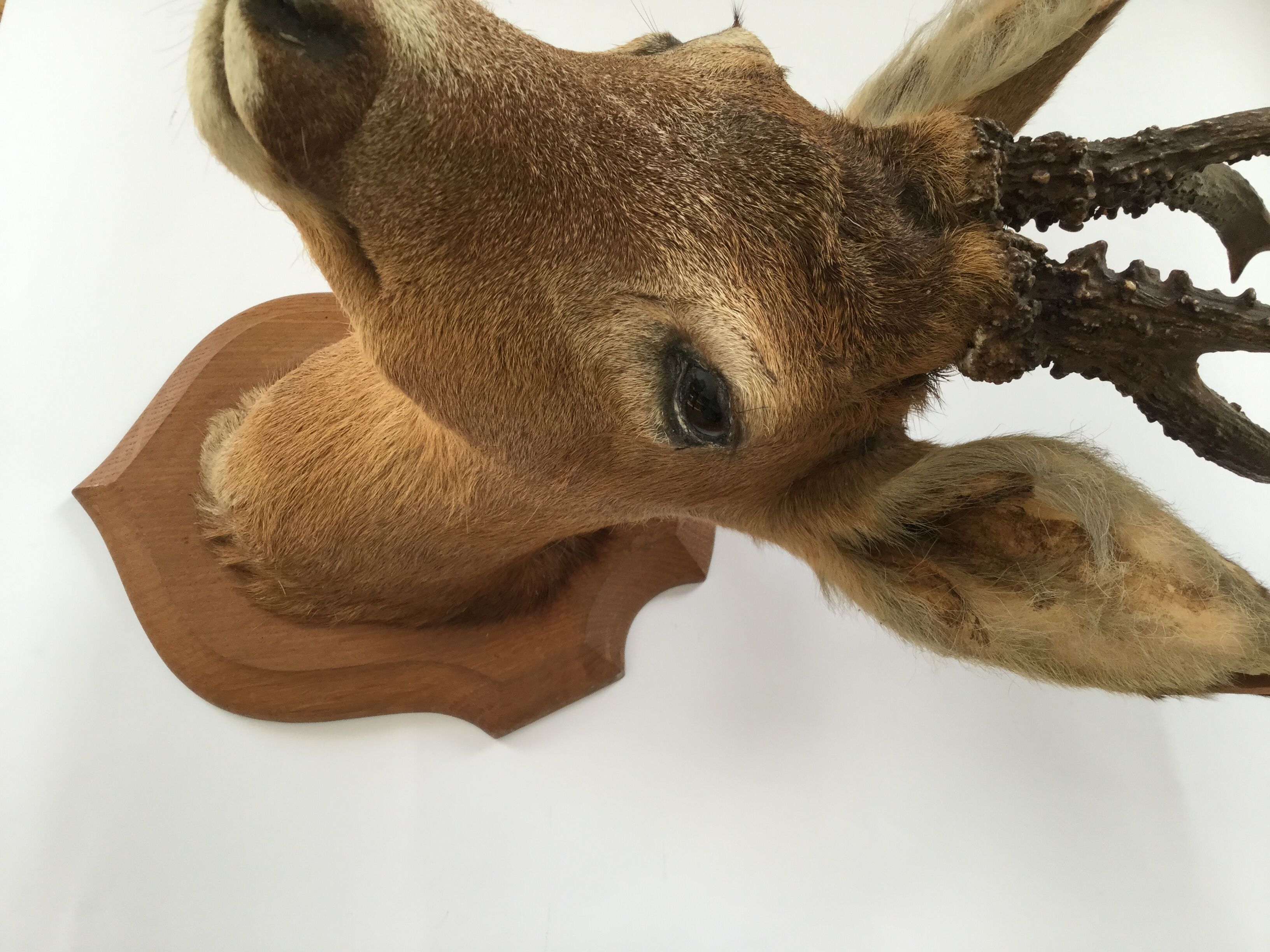 Naturalized deer head hunting trophy