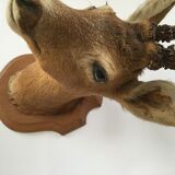 Naturalized deer head hunting trophy