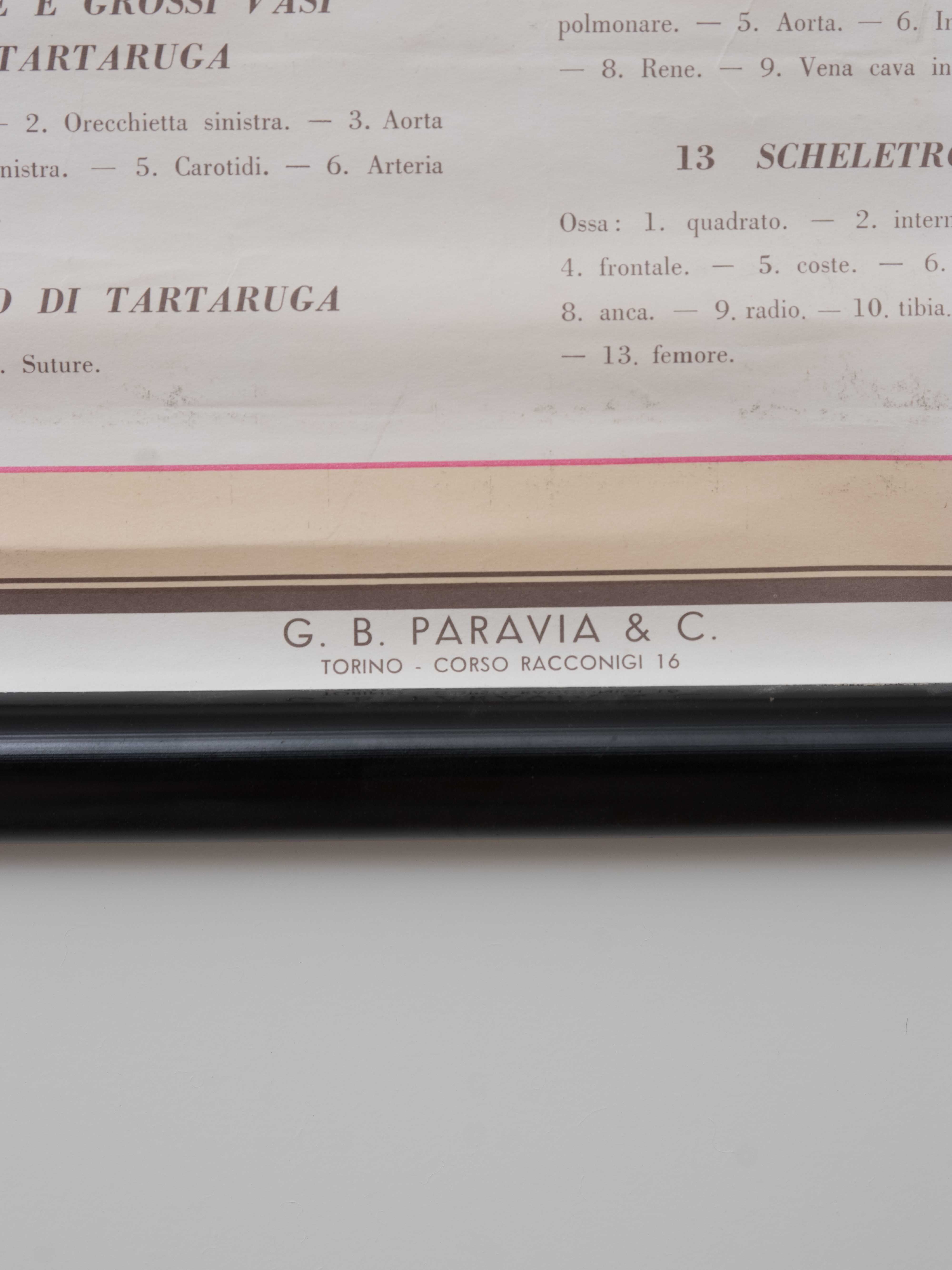 Vintage educational chart