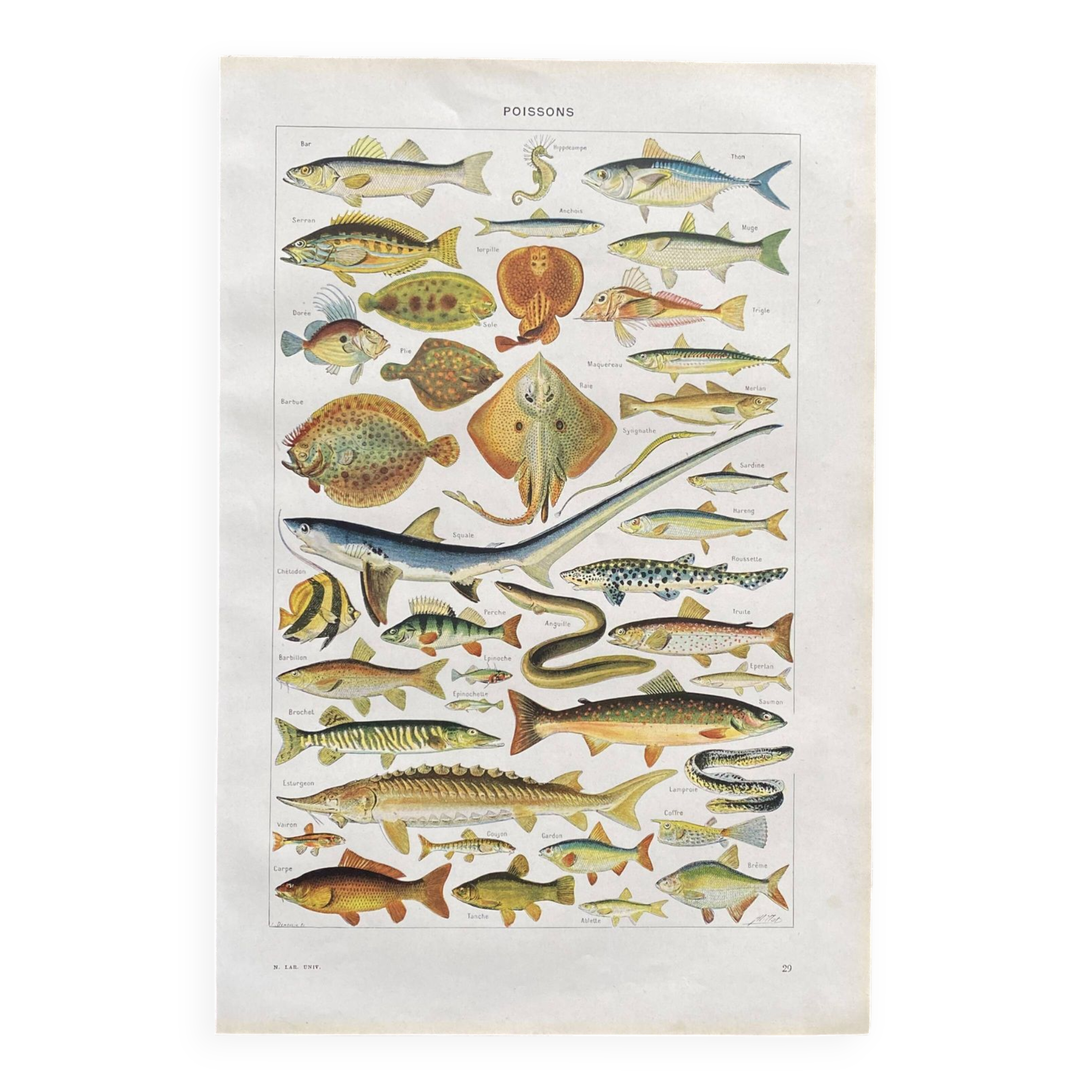 Old illustration Millot "fish"