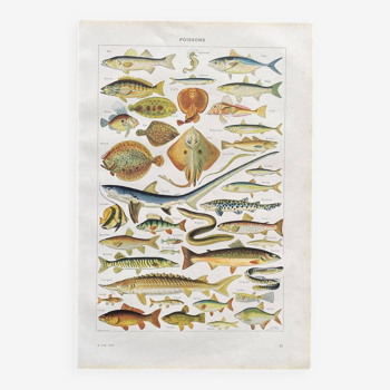 Old illustration Millot "fish"