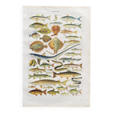 Old illustration Millot "fish"