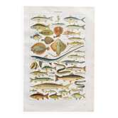 Old illustration Millot "fish"
