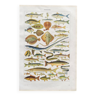 Illustration ancienne Millot "poissons"