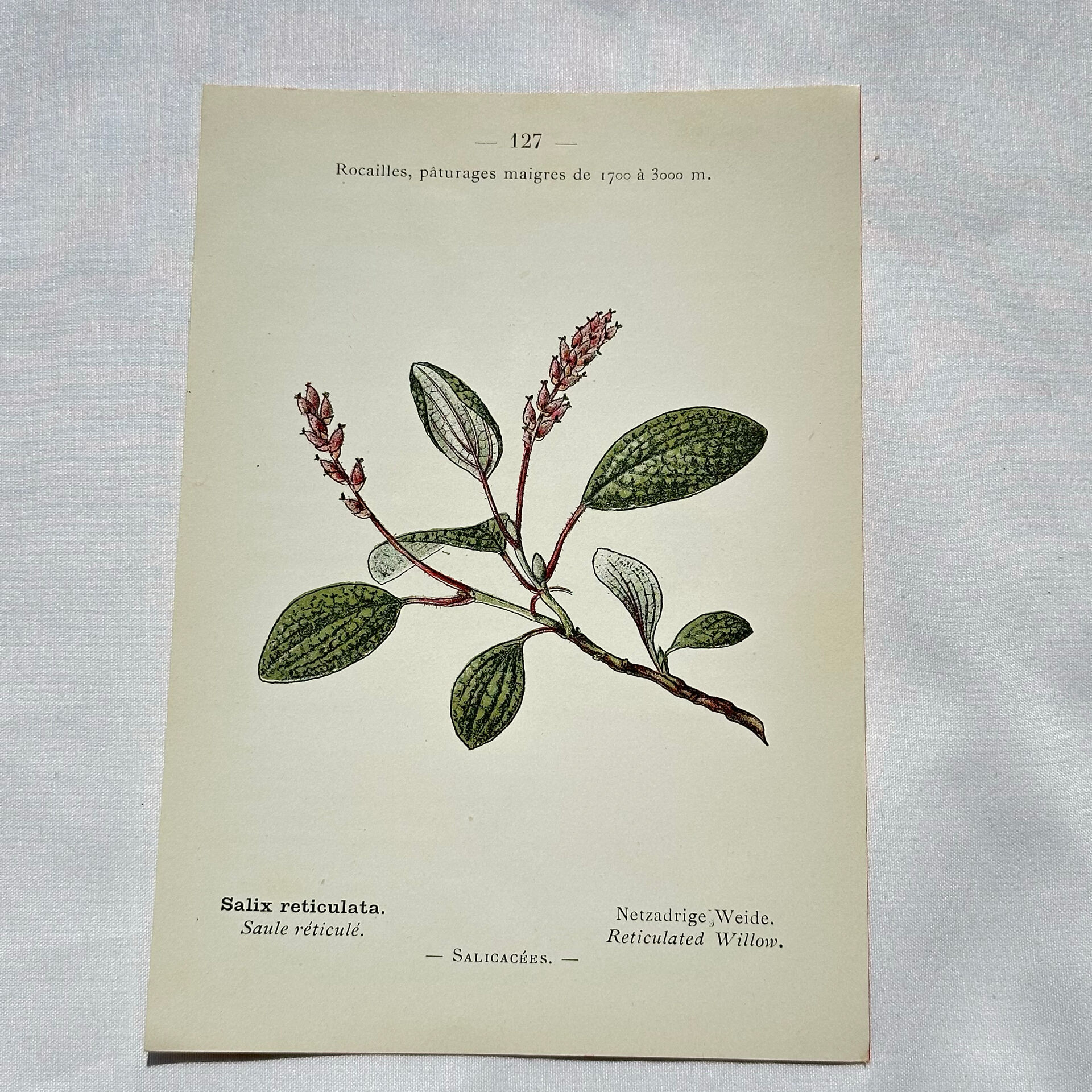 Old botanical engraving from the 19th century – Coloured botanical plates