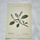Old botanical engraving from the 19th century – Coloured botanical plates