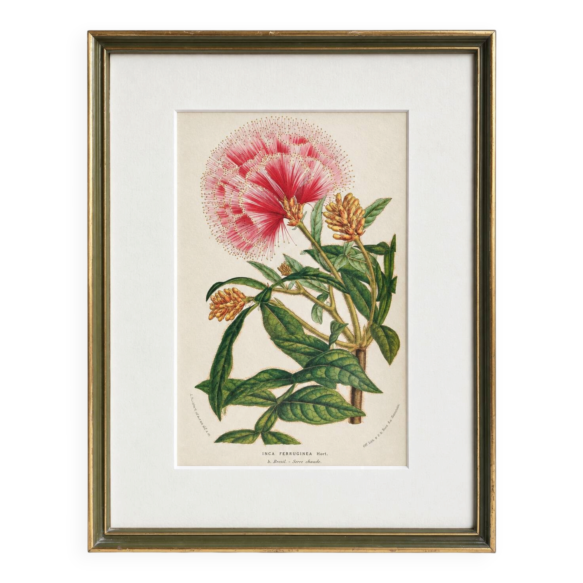 19th Century Botanical Lithograph of Inga Ferruginea, c.1853.