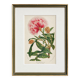 19th Century Botanical Lithograph of Inga Ferruginea, c.1853.
