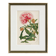 19th Century Botanical Lithograph of Inga Ferruginea, c.1853.