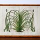 Cadre lithographie botanique plante exotique