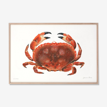 Billie, le crabe, tirage d'art 20/30cm