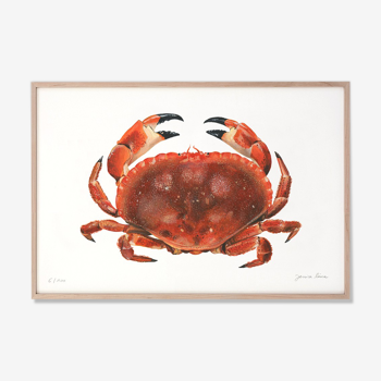 Billie, the crab, art print 20/30cm