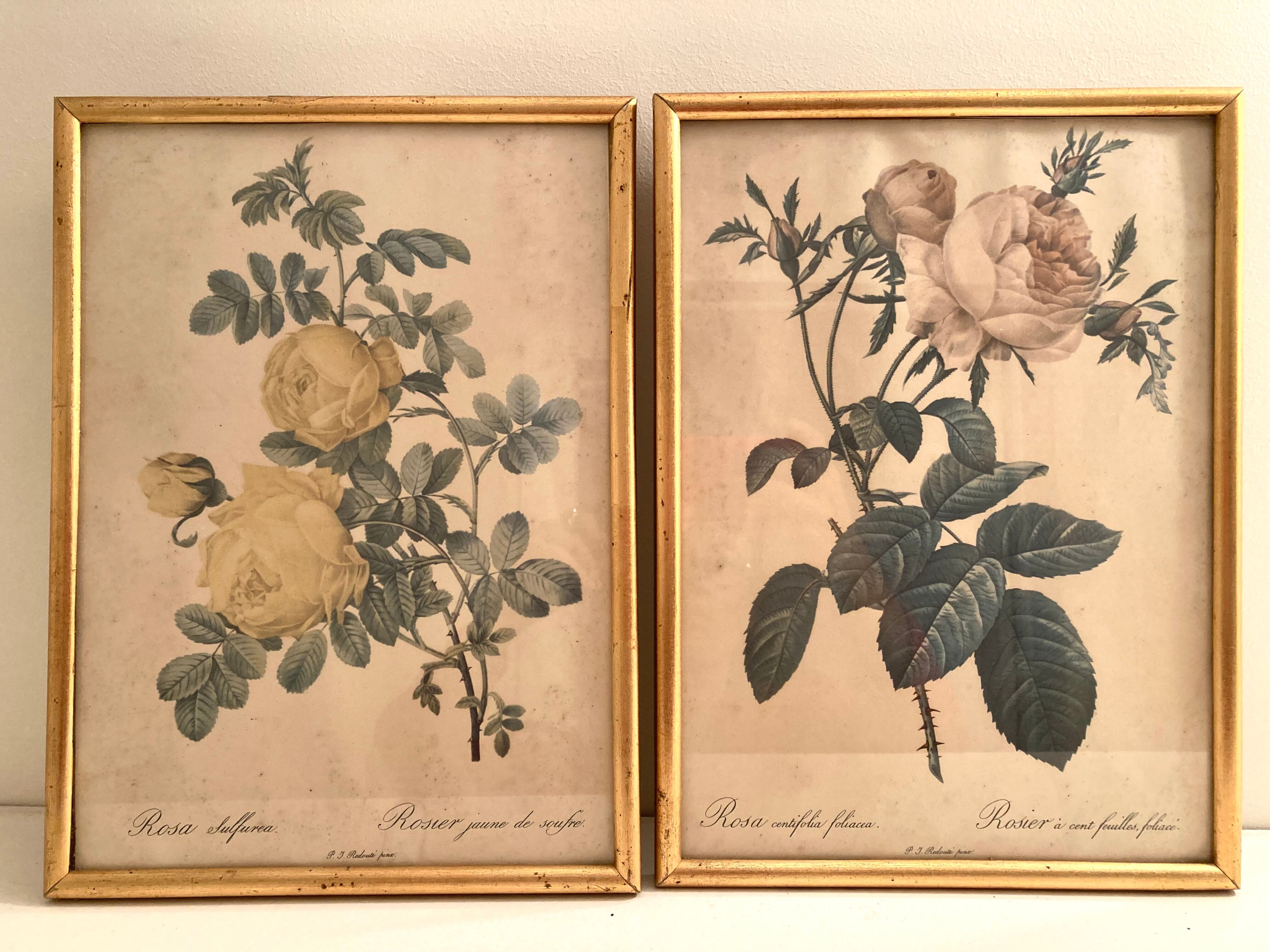 Pair of floral engravings signed redouté