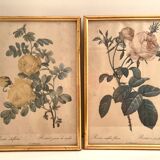 Pair of floral engravings signed redouté
