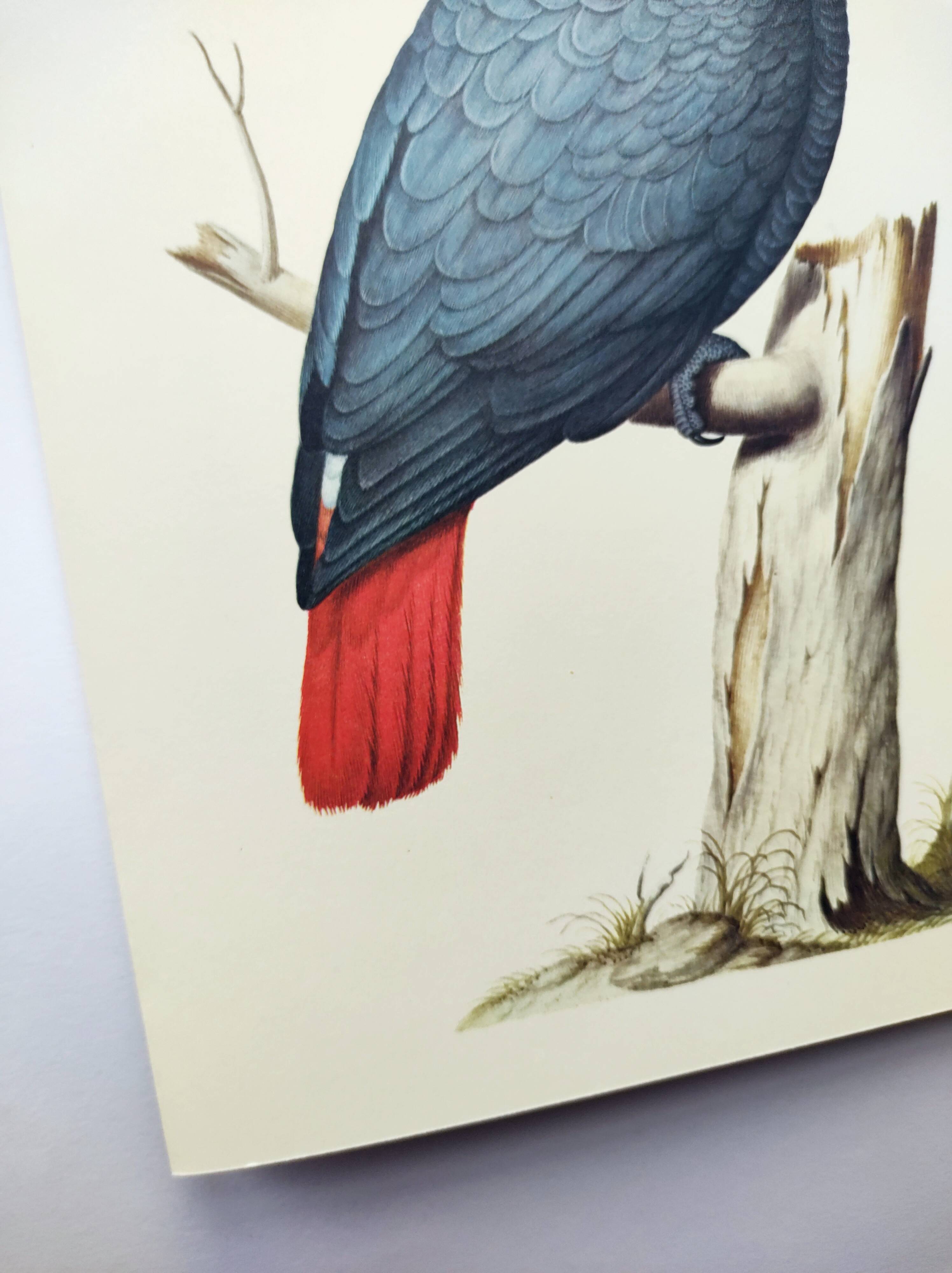 Old plate -Jaco or Grey Parrot- Animal illustration bird - vintage from 1970