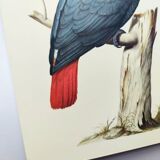 Old plate -Jaco or Grey Parrot- Animal illustration bird - vintage from 1970