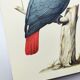 Old plate -Jaco or Grey Parrot- Animal illustration bird - vintage from 1970