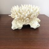 Ancient white coral