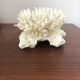 Ancient white coral