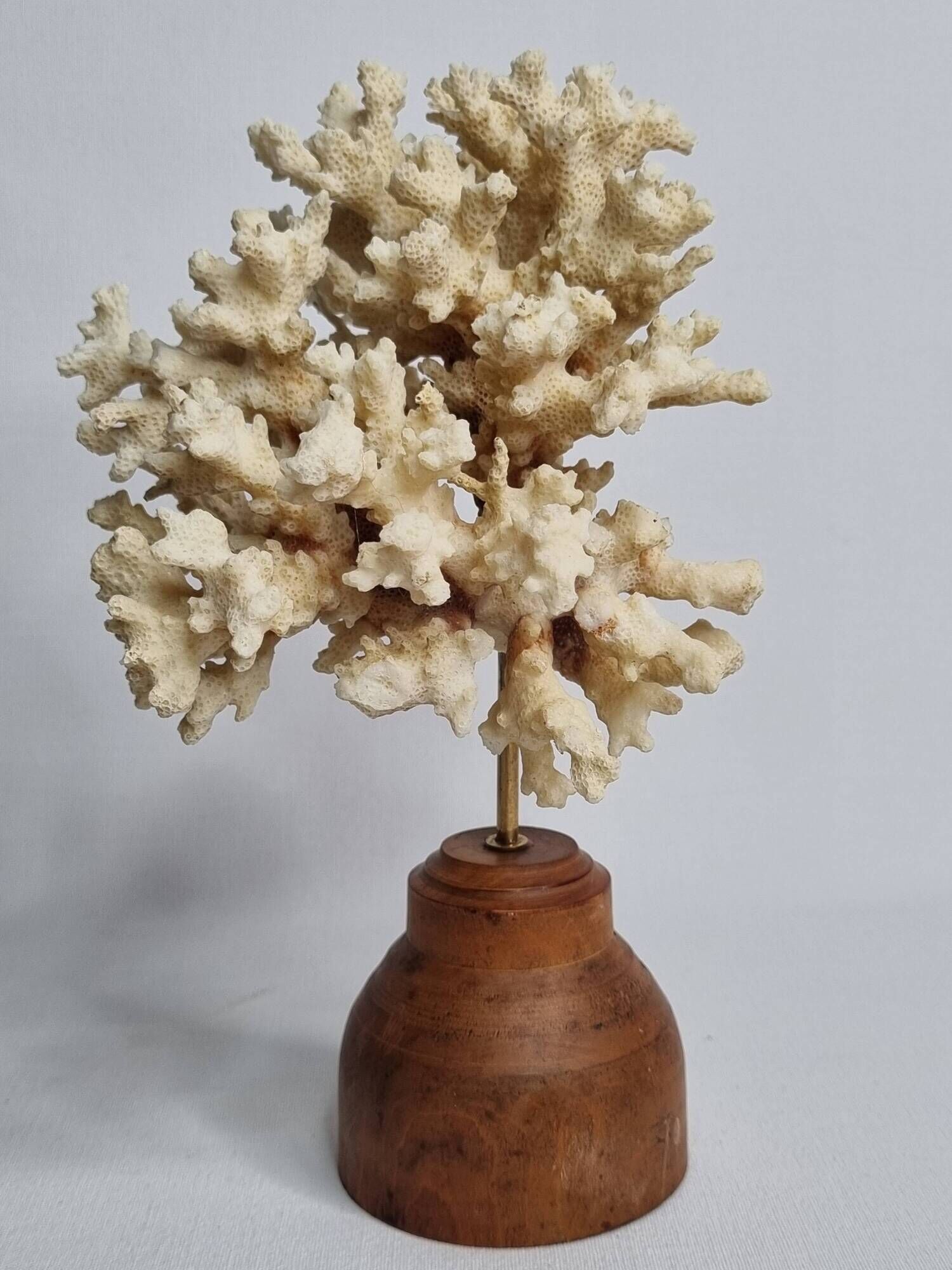Old white coral on wooden base, branched, 20 cm