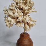 Old white coral on wooden base, branched, 20 cm
